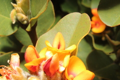 Gastrolobium leakeanum