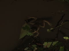 Lithobates vaillanti