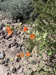 Sphaeralcea ambigua