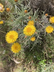 Leucochrysum albicans albicans