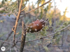 Peniocereus striatus