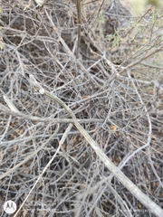 Peniocereus striatus