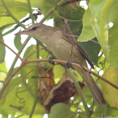 Acrocephalus stentoreus