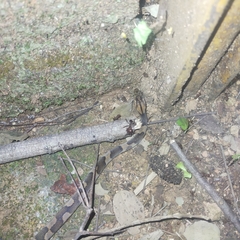 Leptodeira splendida