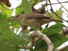 Acrocephalus stentoreus