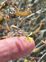 Hoffmannseggia microphylla
