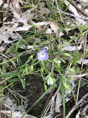Veronica gracilis