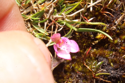 Image of Caladenia nana by (c) Em Lamond, some rights reserved (CC BY)