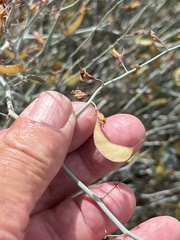 Hoffmannseggia microphylla