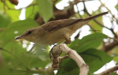 Acrocephalus stentoreus