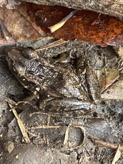 Lithobates kauffeldi