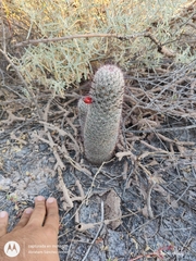 Mammillaria dioica dioica