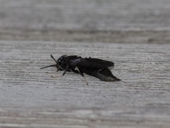 Hermetia illucens