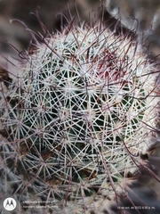 Mammillaria dioica dioica