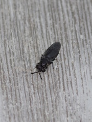 Hermetia illucens