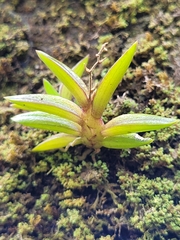 Epidendrum microphyllum