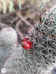 Mammillaria dioica dioica