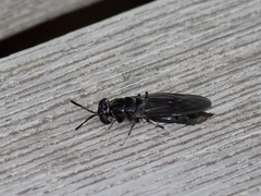 Hermetia illucens