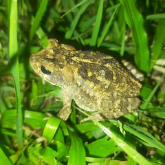 Incilius mazatlanensis