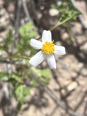 Coreocarpus parthenioides parthenioides