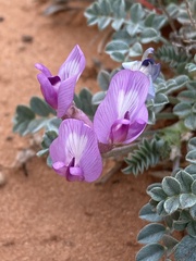 Astragalus zionis