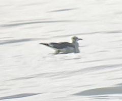 Leucophaeus atricilla