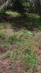 Burhinus bistriatus
