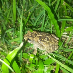 Incilius mazatlanensis