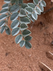 Astragalus zionis
