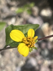 Bahiopsis triangularis
