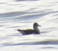 Leucophaeus atricilla