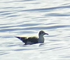 Leucophaeus atricilla