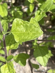 Bahiopsis triangularis
