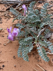 Astragalus zionis