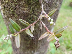 Epidendrum strobiliferum