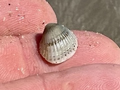 Arcoidea