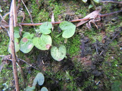 Pterostylis trullifolia