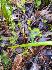 Dielsiodoxa lycopodioides