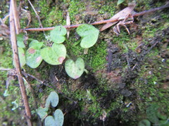 Pterostylis trullifolia
