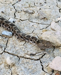 Crotalus ravus