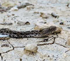 Crotalus ravus
