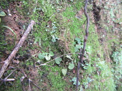 Pterostylis trullifolia