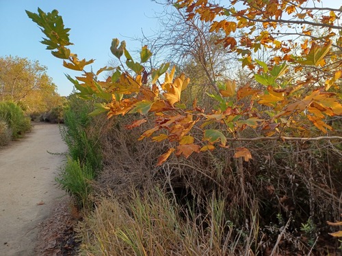 iNaturalist observation photo of western sycamore