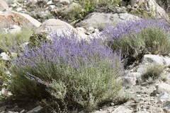 Salvia abrotanoides
