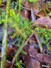 Dielsiodoxa lycopodioides