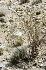 Colutea