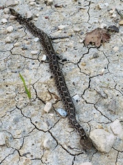 Crotalus ravus