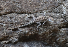 Sceloporus merriami
