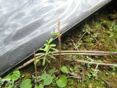 Pterostylis trullifolia