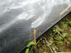 Pterostylis trullifolia